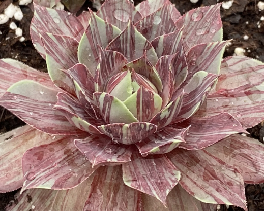 Chick Charms 'Splatter Matters' Chick Charms 'Splatter Matters'