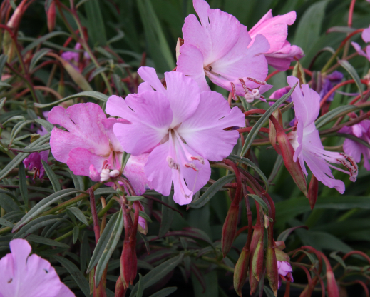 Clarkia breweri       