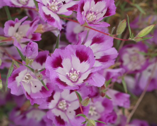 Clarkia williamsonii     