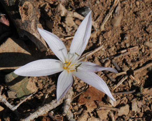 Colchicum cretensis Colchicum cretensis