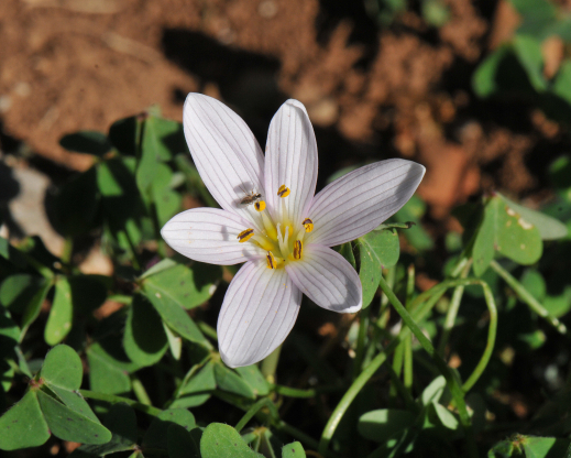 Colchicum cupanii Colchicum cupanii