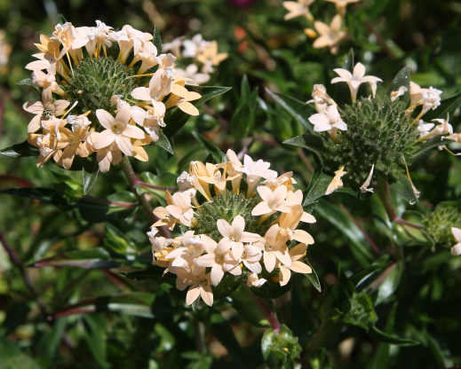 Collomia grandiflora 
