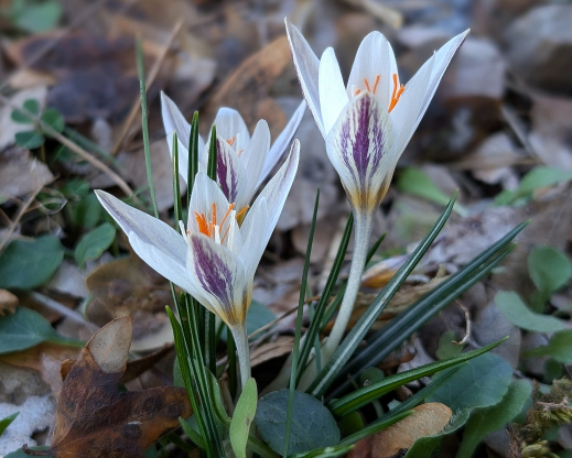 Crocus laevigatus Crocus laevigatus