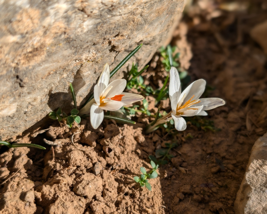 Crocus pumilus Crocus pumilus
