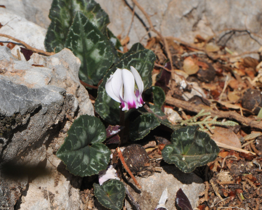Cyclamen graecum ssp candicum Cyclamen graecum ssp candicum