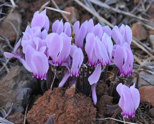 Cyclamen graecum ssp graecum Cyclamen graecum ssp graecum
