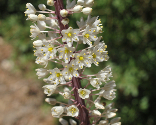 Drimia numidica Drimia numidica