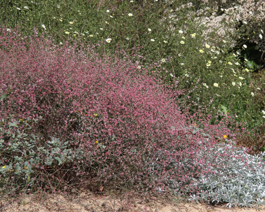 Eriogonum vimineum