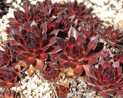 Fashion Diva clump Fashion Diva clump