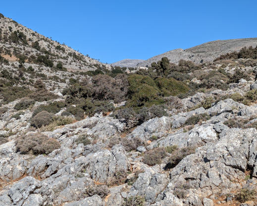 Gergeri goat browsed trees Gergeri goat browsed trees