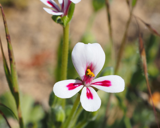 Pelargonium pulchellum