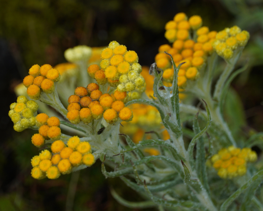 Helichrysum compactum 