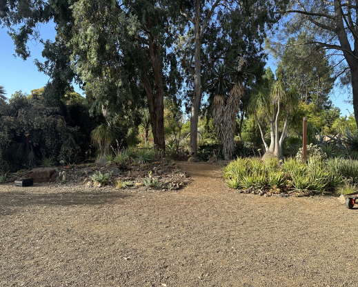 Site of the new crevice garden
