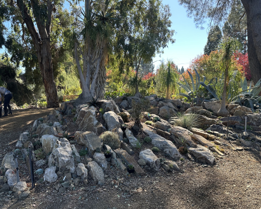 Detail of the new crevice garden rock work