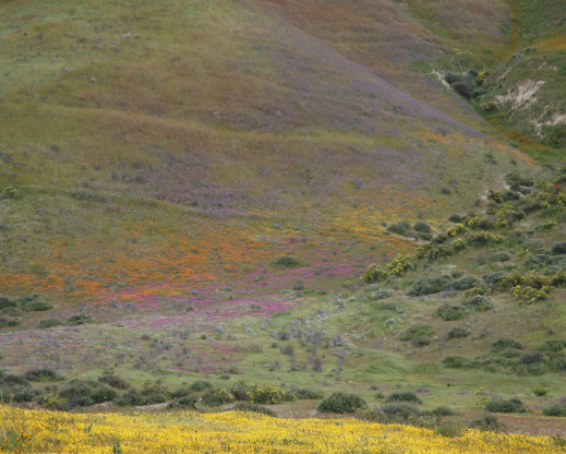A good year of wildflower bloom