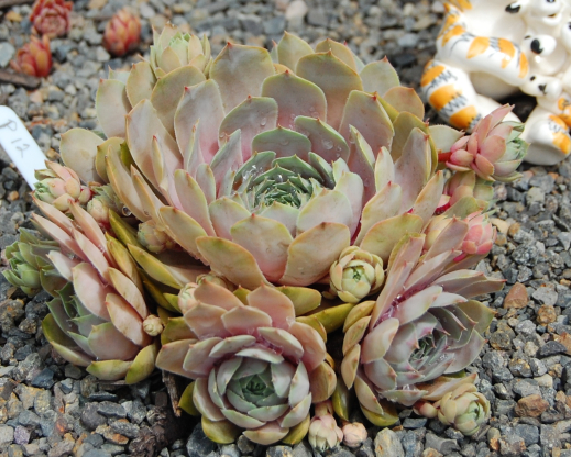 Jade Blush P#12 6 14 2020 Jade Blush P#12 6 14 2020