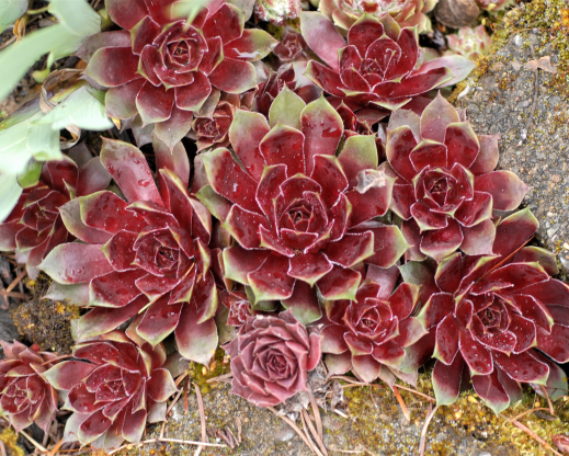 Jungle Fires clump Jungle Fires clump