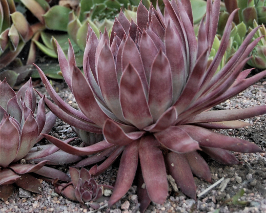 Jungle Shadows in August Jungle Shadows in August