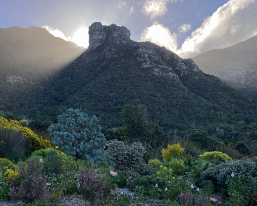 The Kirstenbosch protea garden