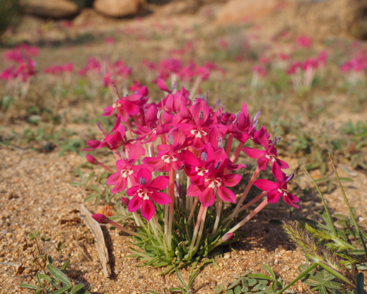 Lapeirousia silenoides    