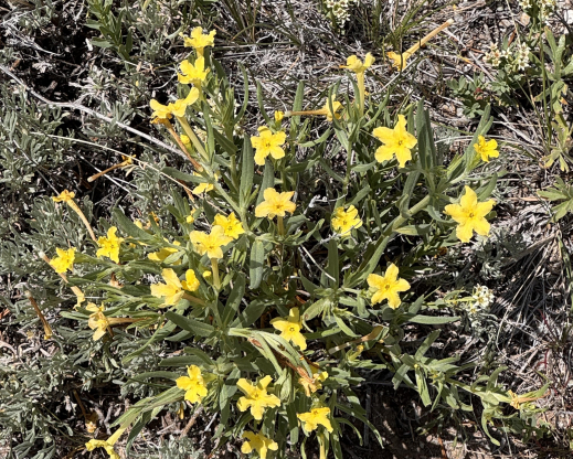 Lithospermum incisum