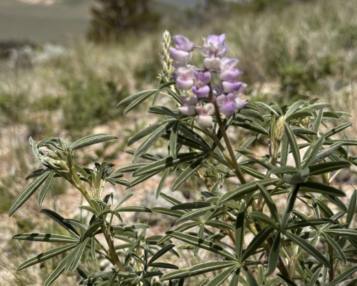 Lupinus argenteus
