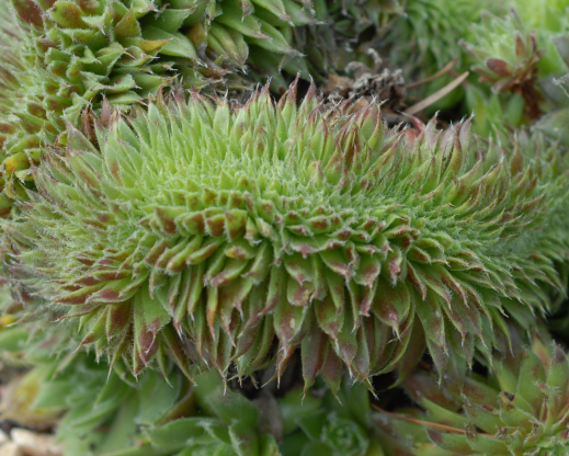 Mad Hatter fasciate Mad Hatter fasciate