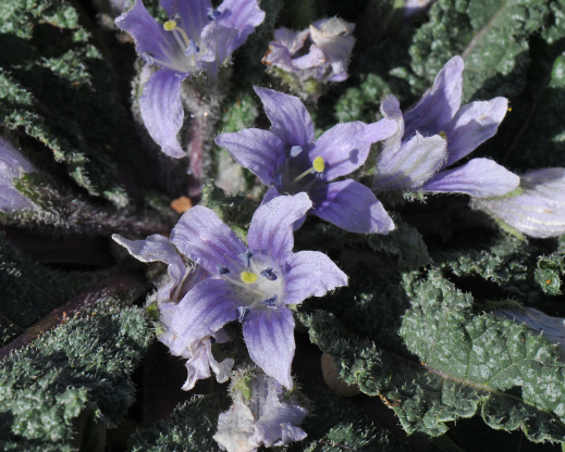 Mandragora autumnalis Mandragora autumnalis