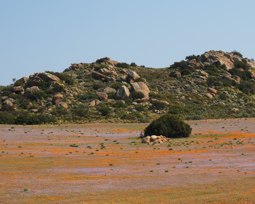 Meadow near Kamieskroon