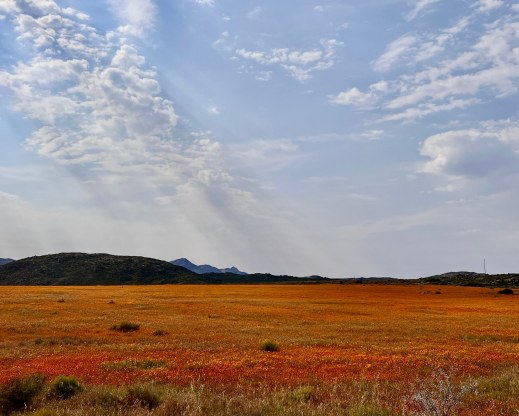Namaqualand vista