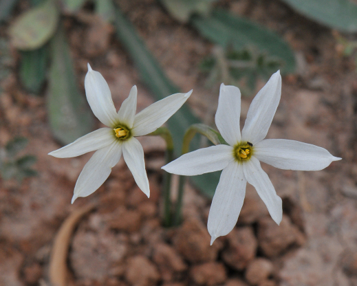 Narcissus deficiens Narcissus deficiens