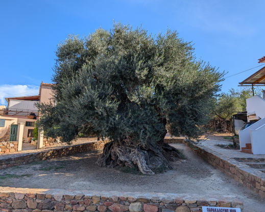Oldest Olive 4000 years Oldest Olive 4000 years