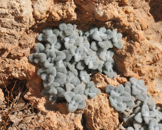 Origanum dictamnus1 Origanum dictamnus1