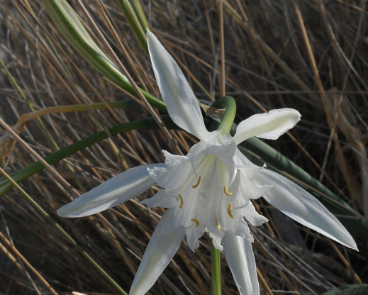 Pancratium maritimum Pancratium maritimum