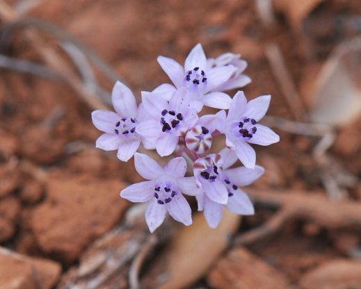 Prospero minima Prospero minima