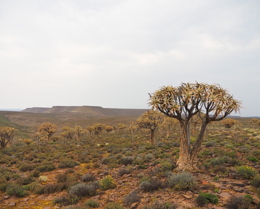 Quiver trees vista with Aloidendron dichotomum
