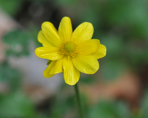 Ranunculus bullatus Ranunculus bullatus