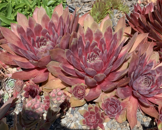 Rifka 6 21 2023 Rifka 6 21 2023