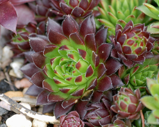 Roller Derby Roller Derby