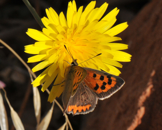 Small Copper on Taraxacum minimum Small Copper on Taraxacum minimum