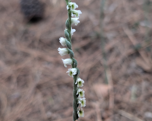 Spiranthes spiralis Spiranthes spiralis