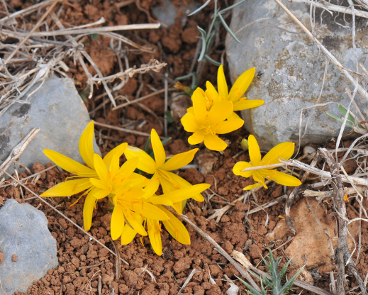 Sternbergia greuteriana Sternbergia greuteriana