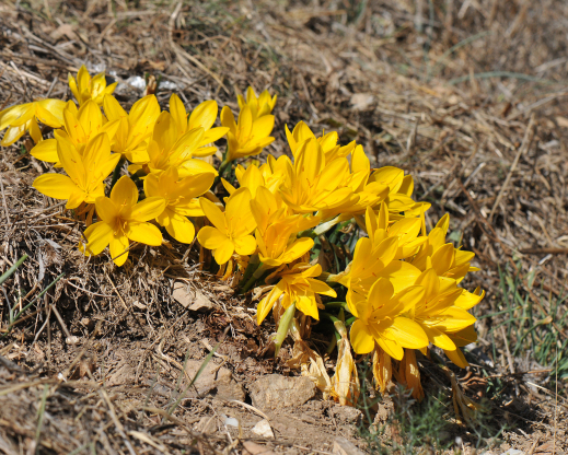 Sternbergia lutea Sternbergia lutea