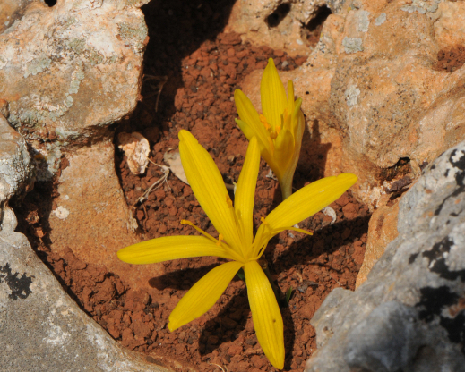 Sternbergia sicula Sternbergia sicula