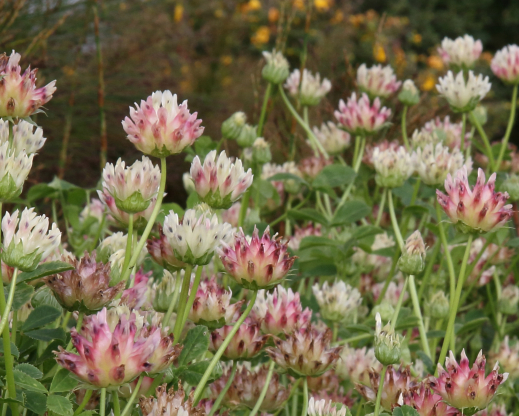 Trifolium fucatum