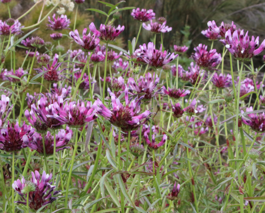 Trifolium willdenovii 
