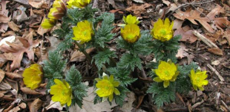 Adonis amurensis; photo by Todd Boland