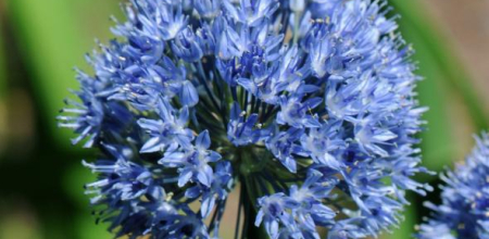 Allium caeruleum