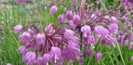 Allium cernuum