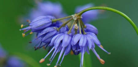 Allium cyaneum